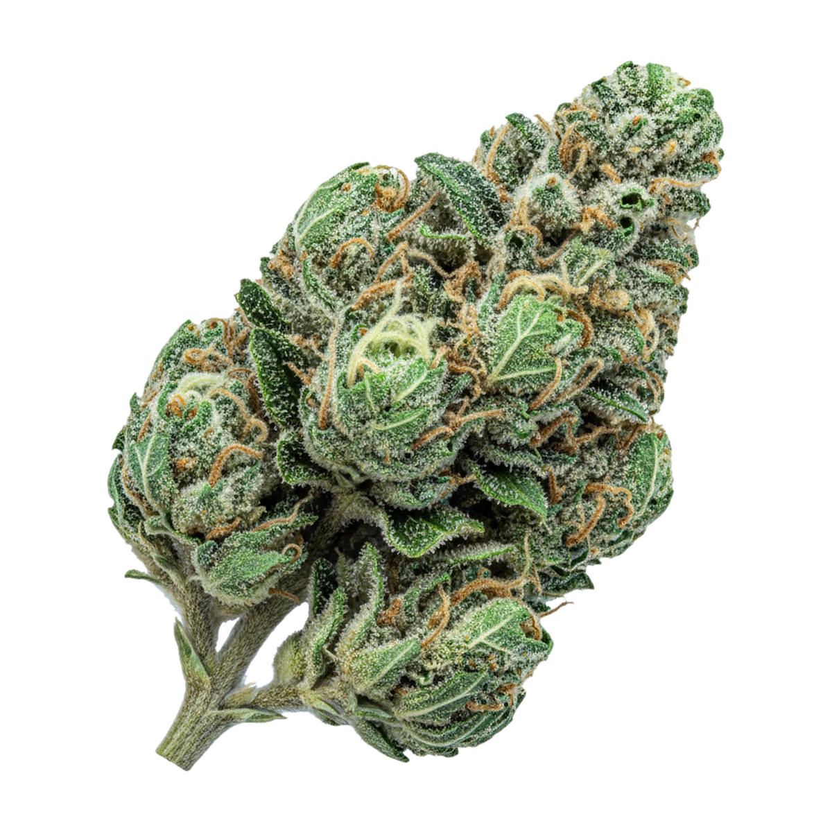 KI-generierte Illustration einer Cannabisblüte, zeigt nicht die tatsächliche Charge – Luana 20/1 "Watermelon OG"