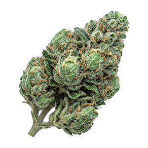 Luana 20/1 "Watermelon OG"
