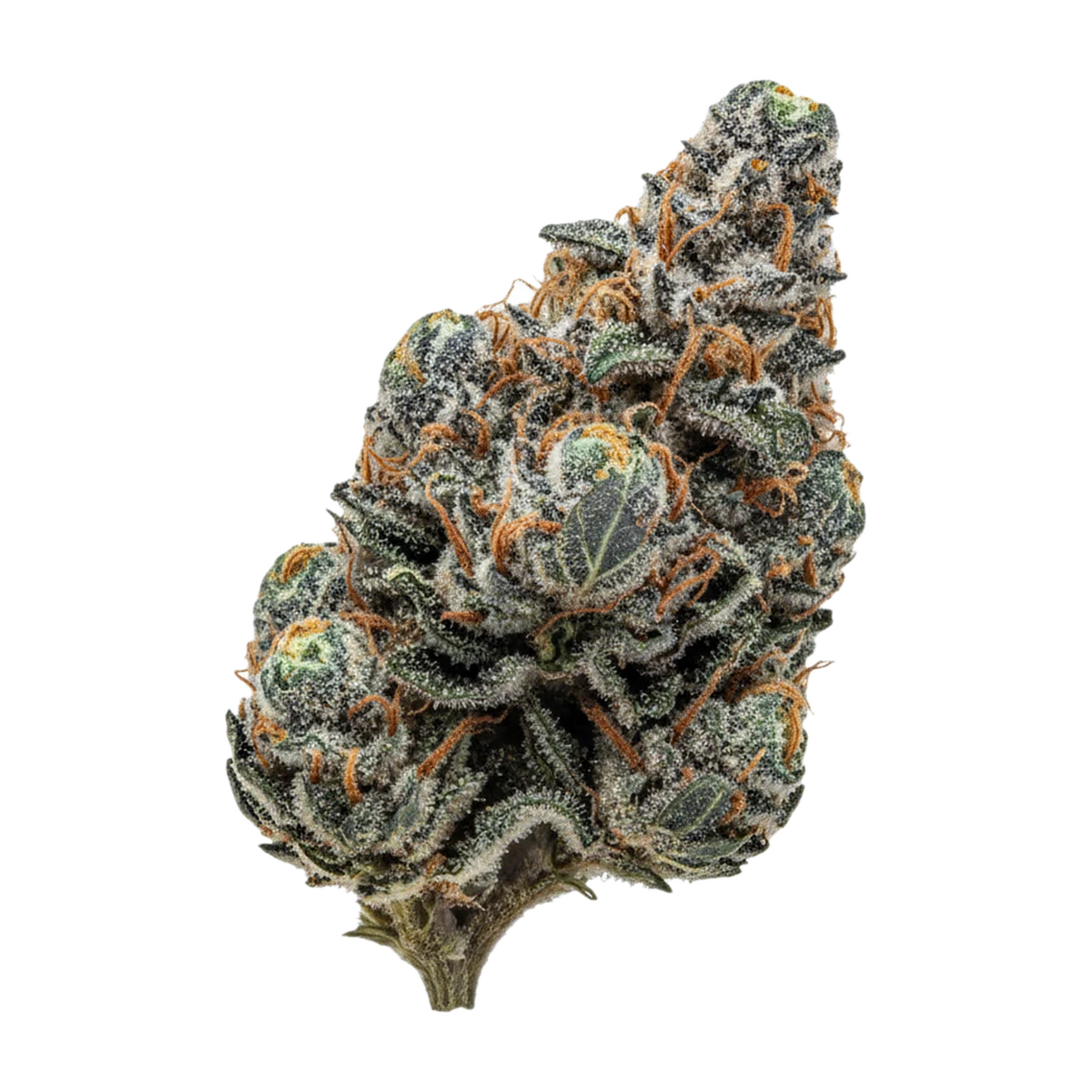 KI-generierte Illustration einer Cannabisblüte, zeigt nicht die tatsächliche Charge – Luana 24/1 "MAC2"