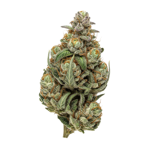 Luana 28/1 Pine "Solpina Magic"