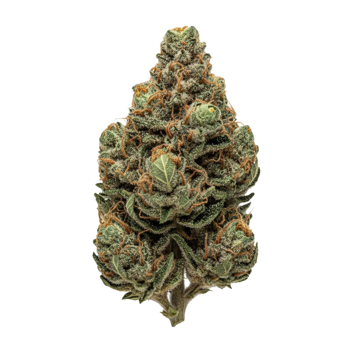 KI-generierte Illustration einer Cannabisblüte, zeigt nicht die tatsächliche Charge – Mother 24/1 KI-Z CAN "King Z"