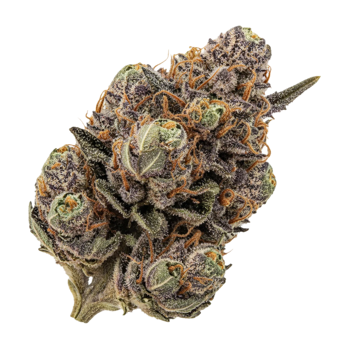 KI-generierte Illustration einer Cannabisblüte, zeigt nicht die tatsächliche Charge – Organic Sweetgrass BLT 30/1 "Blacklight"