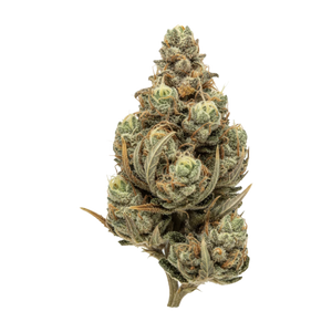 Organic Sweetgrass MCC 27/1 "Mint Chocolate Chips"