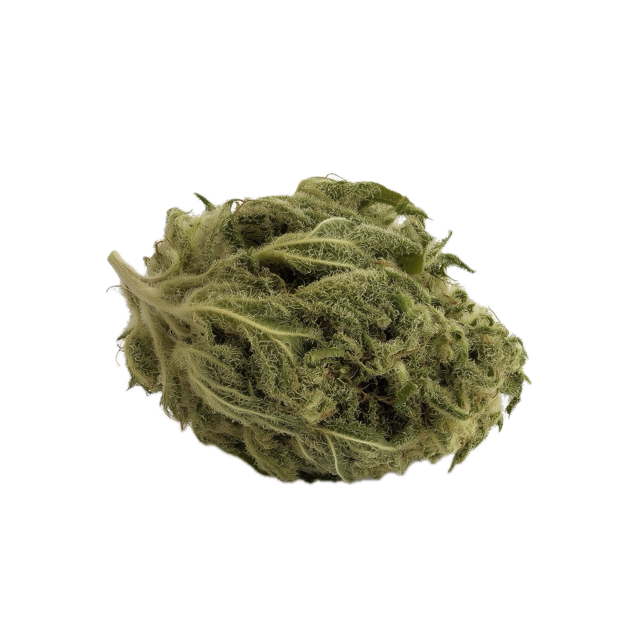 ZOIKS 31/1 LK "OG Lime Kush"