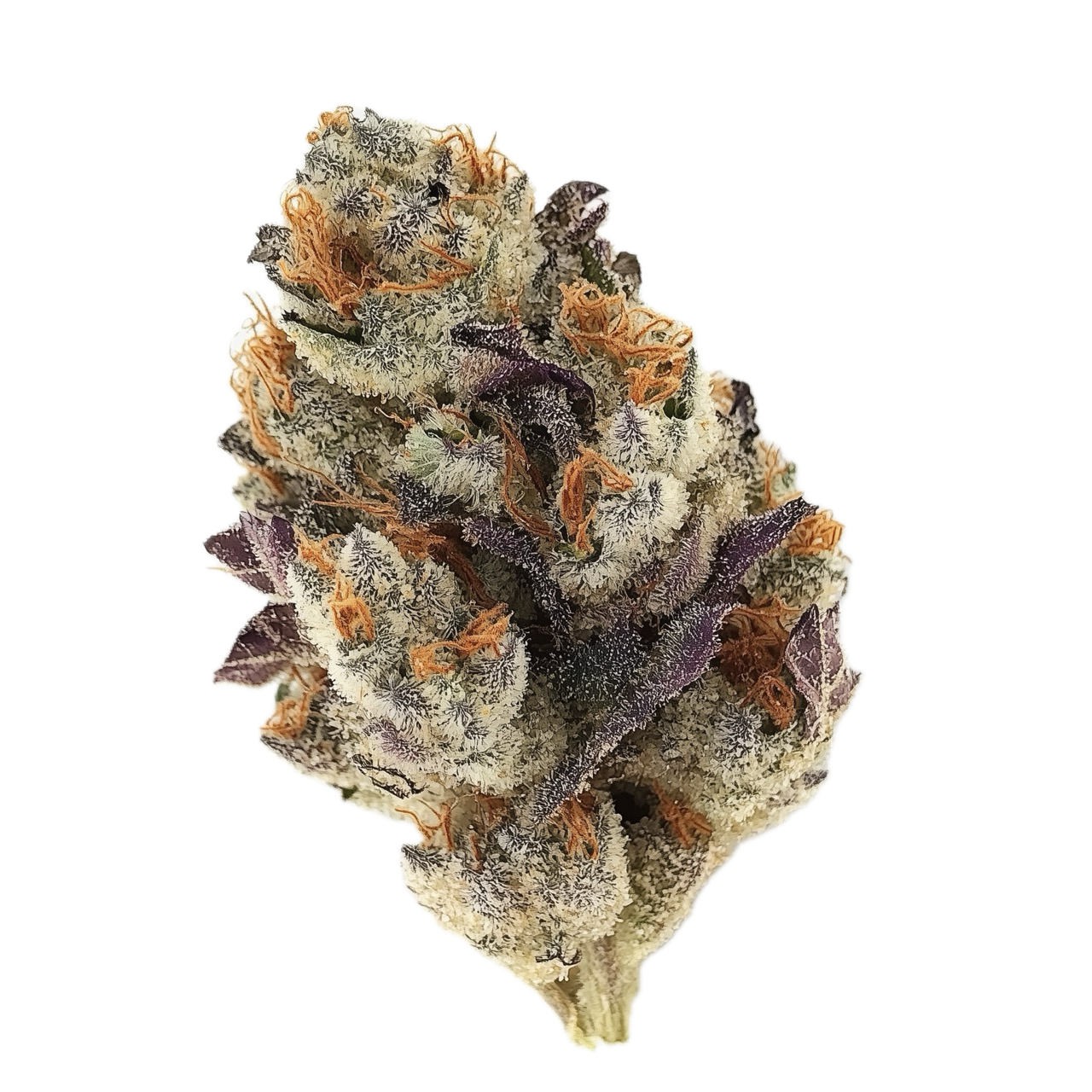 avaay 12/8 CAN "Cannatonic"