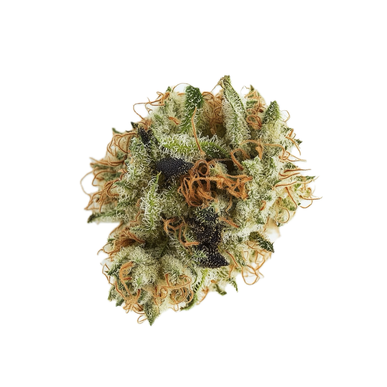 Mediprocan African Ruby 20/1 "Mimosa"
