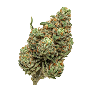 Huala 25/1 JFL "Jack Flash"