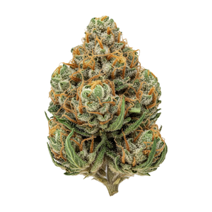 Pedanios 27/1 BLY-CA "Black Jelly"