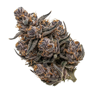 Remexian Bud-Jet 21/1 SUS "Sunset Sherbet"