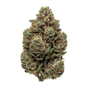 San Raf 31/1 CFK "Campfire Kush"