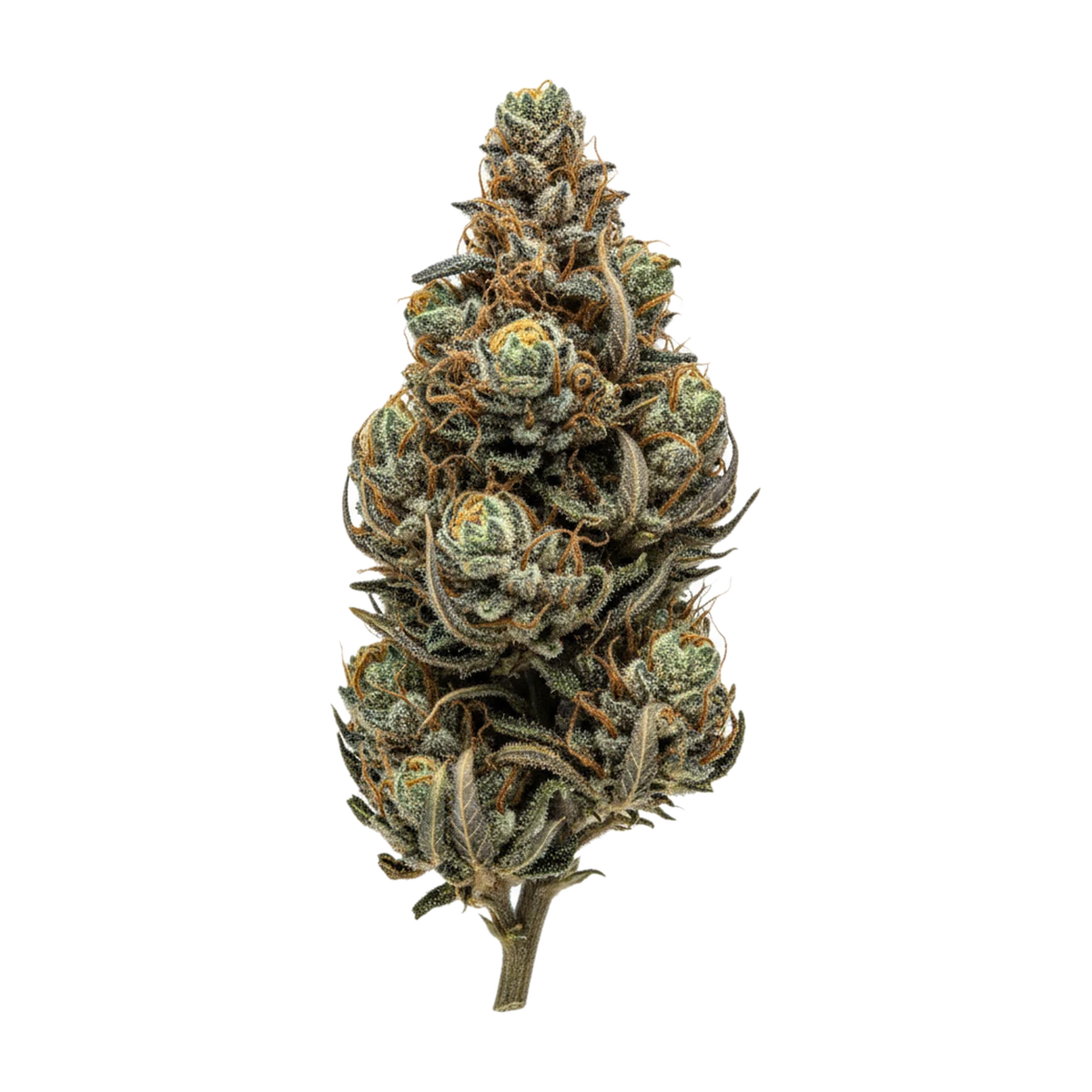KI-generierte Illustration einer Cannabisblüte, zeigt nicht die tatsächliche Charge – slouu 22/1 WCC "Wedding Cake Cross"