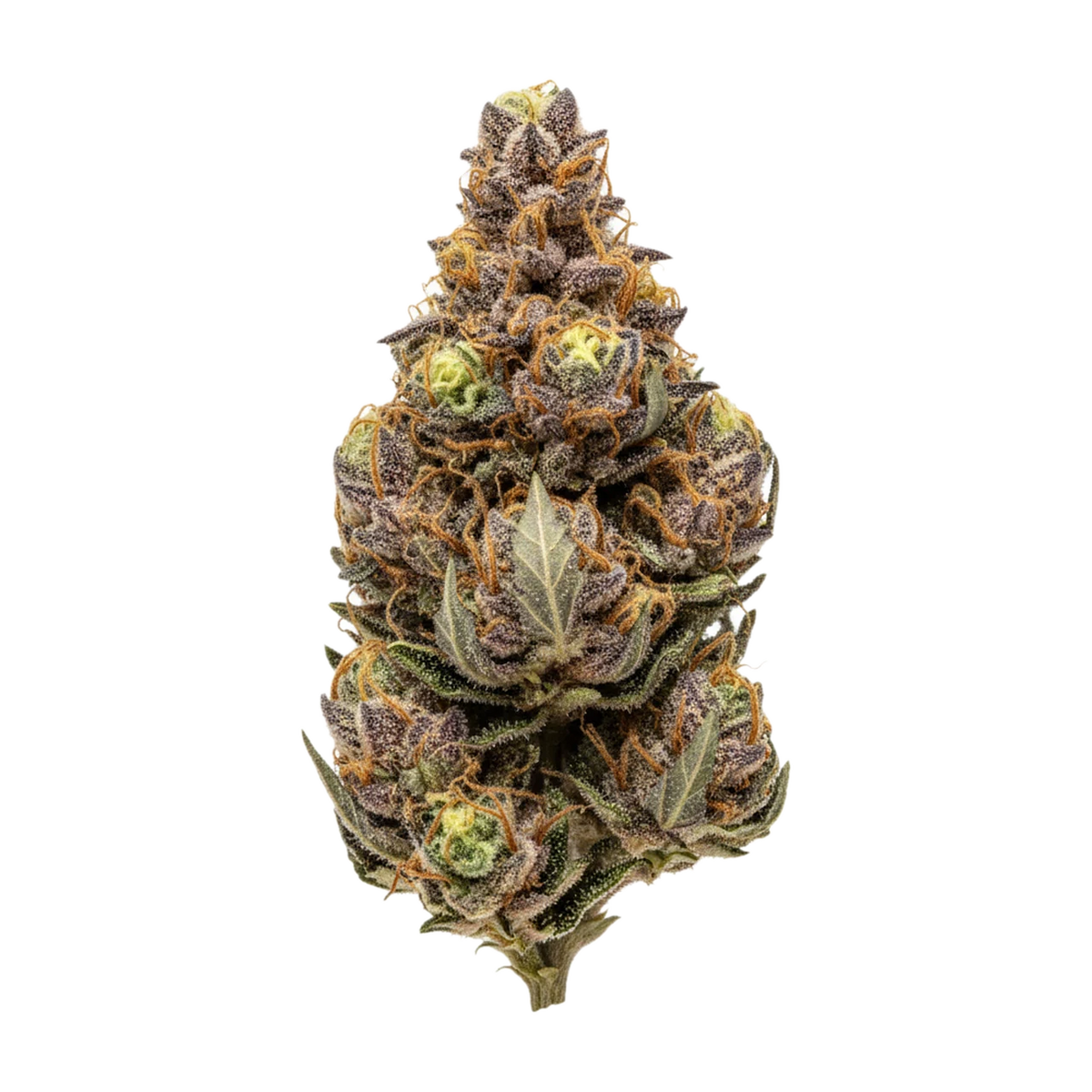 KI-generierte Illustration einer Cannabisblüte, zeigt nicht die tatsächliche Charge – Tannenbusch TF "Tubitti Frubitti"