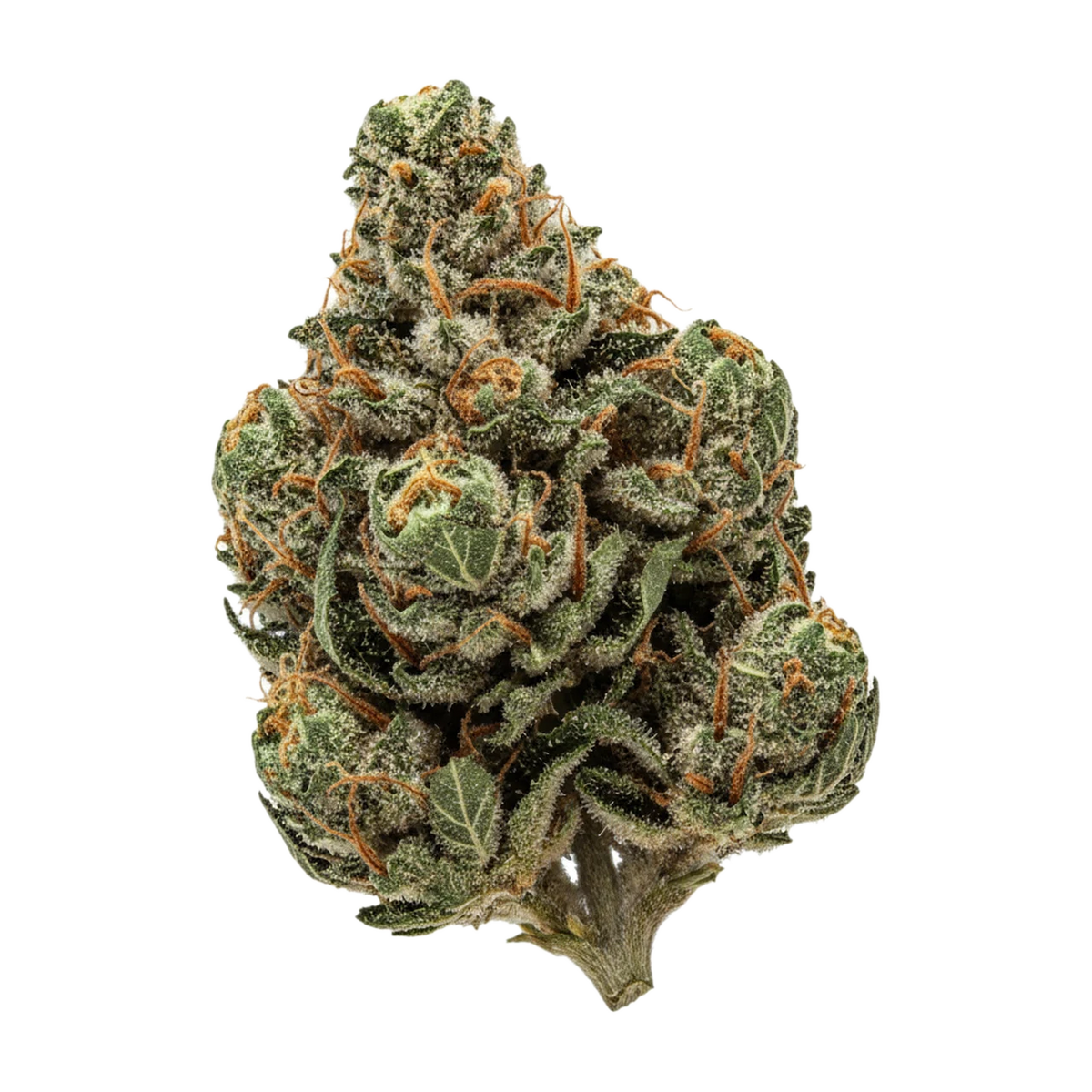 KI-generierte Illustration einer Cannabisblüte, zeigt nicht die tatsächliche Charge – Top Shelf Medical 34/1 WCK "Wes‘ Coast Kush"