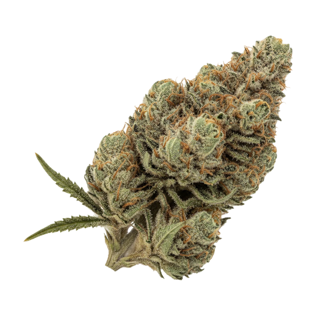 KI-generierte Illustration einer Cannabisblüte, zeigt nicht die tatsächliche Charge – TRUU LX 27/1 "GMO Cookies x Kush Mints"