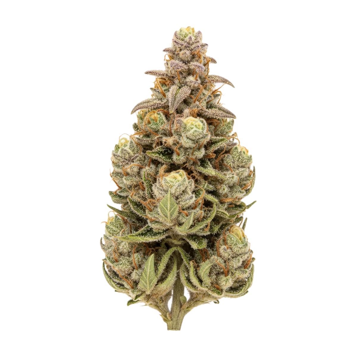 KI-generierte Illustration einer Cannabisblüte, zeigt nicht die tatsächliche Charge – UPSTATE 25/1 MTB "Maui True Blood"