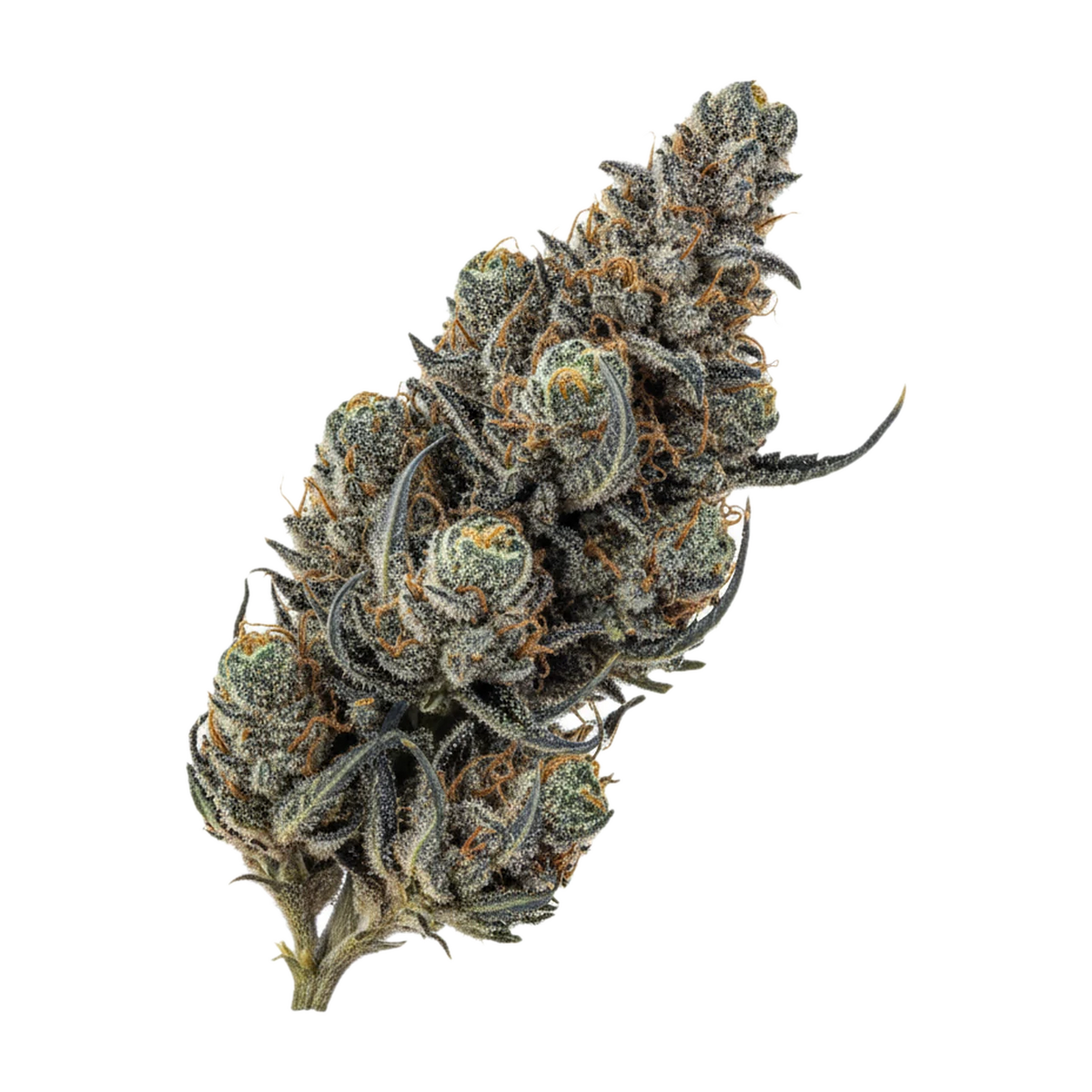 KI-generierte Illustration einer Cannabisblüte, zeigt nicht die tatsächliche Charge – UPSTATE 26/1 SN "Shadow Neon"