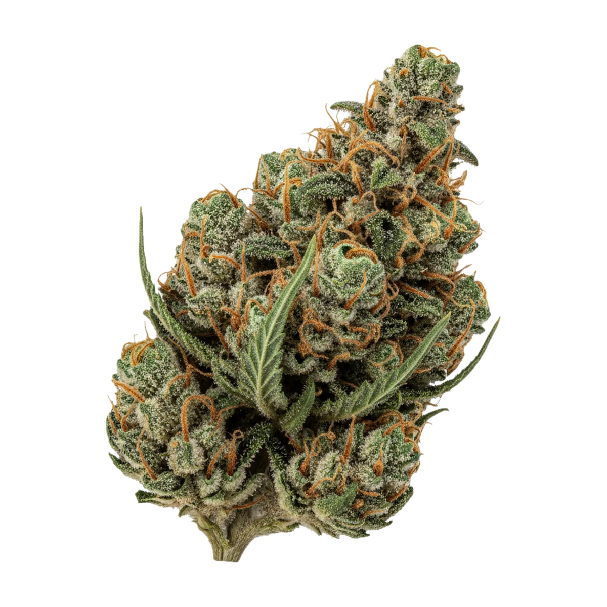 KI-generierte Illustration einer Cannabisblüte, zeigt nicht die tatsächliche Charge – Enua Slouu 27/1 SCH "Sour Crush Haze"