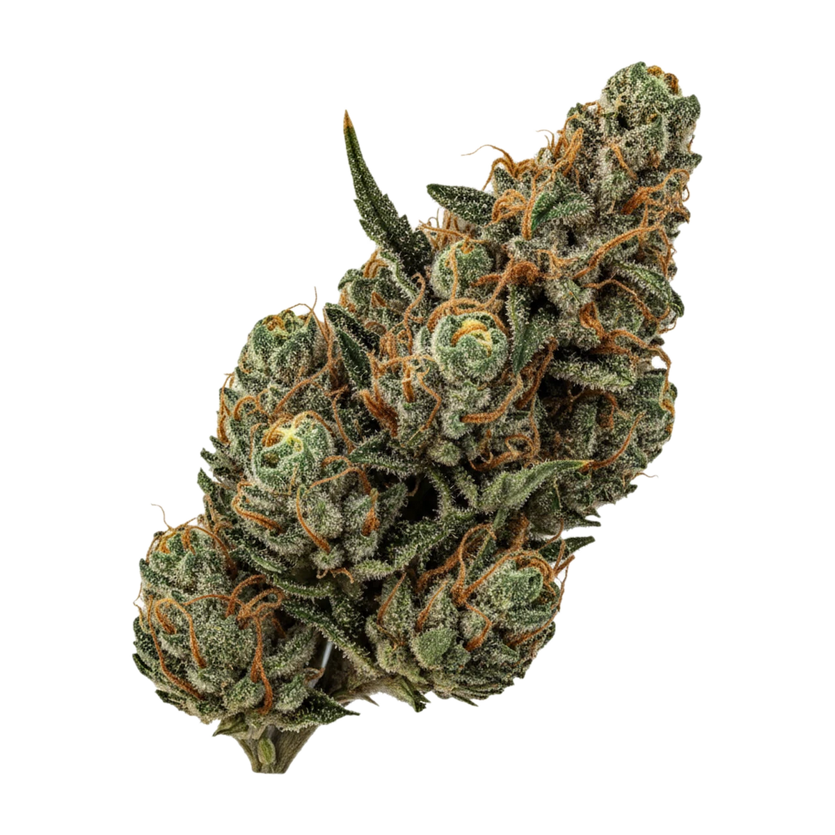 KI-generierte Illustration einer Cannabisblüte, zeigt nicht die tatsächliche Charge – WTF 24/1 MIC SGC "Sugar Cookies"