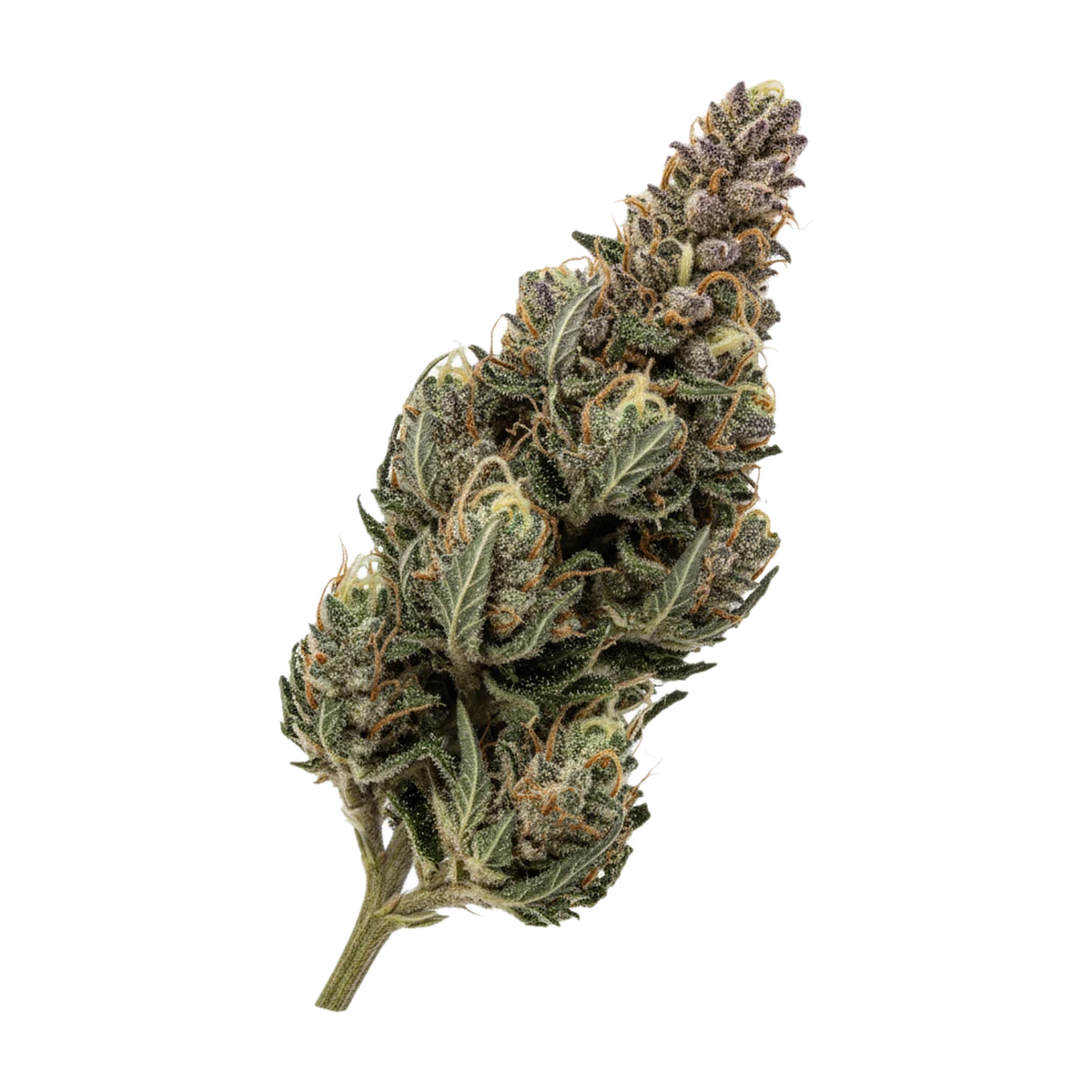 KI-generierte Illustration einer Cannabisblüte, zeigt nicht die tatsächliche Charge – ZOIKS 26/1 BB "Ben & Berries"
