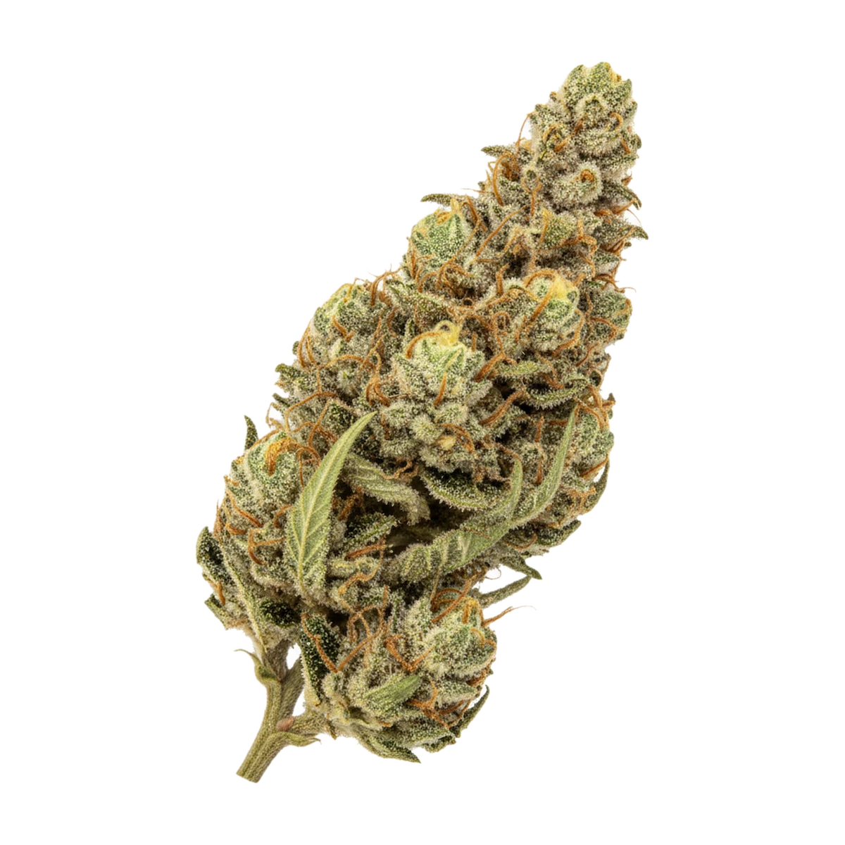 KI-generierte Illustration einer Cannabisblüte, zeigt nicht die tatsächliche Charge – Pedanios 20/1 GTH "Ghost Train Haze"